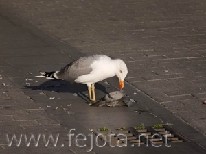 Nombre del archivo=070911_009.jpg
Tamaño del archivo=52Kb
Dimensiones=500x375
Fecha añadida=05 de Noviembre de 11 070911_009.jpg