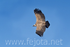 Nombre del archivo=071215_036.jpg
Tamaño del archivo=42Kb
Dimensiones=500x334
Fecha añadida=05 de Noviembre de 11 071215_036.jpg