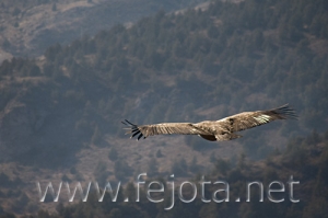 Nombre del archivo=071215_050.jpg
Tamaño del archivo=56Kb
Dimensiones=500x333
Fecha añadida=05 de Noviembre de 11 071215_050.jpg