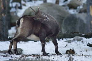 Nombre del archivo=071228__004.jpg
Tamaño del archivo=67Kb
Dimensiones=500x332
Fecha añadida=05 de Noviembre de 11 071228__004.jpg