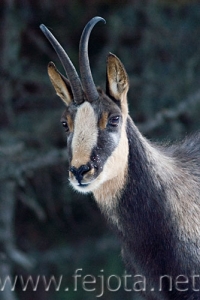 Nombre del archivo=071228__026.jpg
Tamaño del archivo=63Kb
Dimensiones=334x500
Fecha añadida=05 de Noviembre de 11 071228__026.jpg