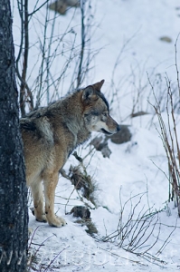 Nombre del archivo=071228__037.jpg
Tamaño del archivo=83Kb
Dimensiones=333x500
Fecha añadida=05 de Noviembre de 11 071228__037.jpg
