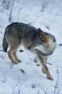 Nombre del archivo=071228__066.jpg
Tamaño del archivo=70Kb
Dimensiones=332x500
Fecha añadida=05 de Noviembre de 11 071228__066.jpg