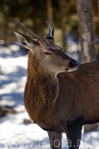 Nombre del archivo=071231_006.jpg
Tamaño del archivo=60Kb
Dimensiones=332x500
Fecha añadida=14 de Noviembre de 11 071231_006.jpg
