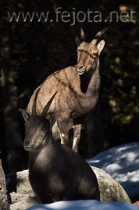 Nombre del archivo=071231_014.jpg
Tamaño del archivo=63Kb
Dimensiones=333x500
Fecha añadida=14 de Noviembre de 11 071231_014.jpg