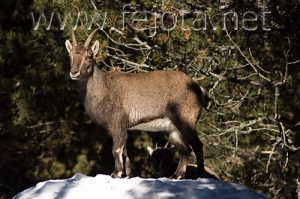 Nombre del archivo=071231_017.jpg
Tamaño del archivo=89Kb
Dimensiones=500x333
Fecha añadida=14 de Noviembre de 11 071231_017.jpg