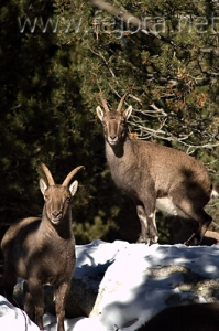 Nombre del archivo=071231_019.jpg
Tamaño del archivo=88Kb
Dimensiones=333x500
Fecha añadida=14 de Noviembre de 11 071231_019.jpg
