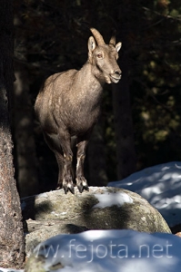 Nombre del archivo=071231_028.jpg
Tamaño del archivo=65Kb
Dimensiones=333x500
Fecha añadida=14 de Noviembre de 11 071231_028.jpg