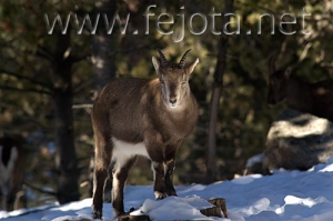 Nombre del archivo=071231_040.jpg
Tamaño del archivo=63Kb
Dimensiones=500x332
Fecha añadida=14 de Noviembre de 11 071231_040.jpg
