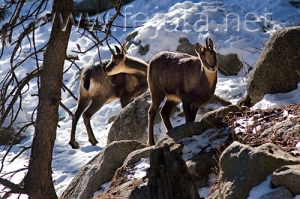 Nombre del archivo=071231_061.jpg
Tamaño del archivo=107Kb
Dimensiones=500x333
Fecha añadida=14 de Noviembre de 11 071231_061.jpg