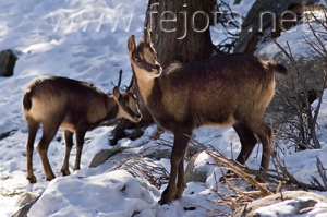 Nombre del archivo=071231_074.jpg
Tamaño del archivo=87Kb
Dimensiones=500x333
Fecha añadida=14 de Noviembre de 11 071231_074.jpg