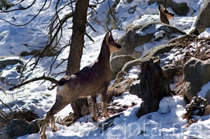 Nombre del archivo=071231_076.jpg
Tamaño del archivo=112Kb
Dimensiones=500x332
Fecha añadida=14 de Noviembre de 11 071231_076.jpg