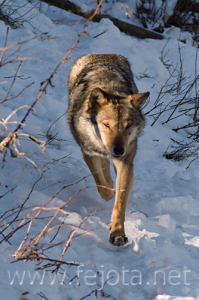 Nombre del archivo=071231_086.jpg
Tamaño del archivo=77Kb
Dimensiones=333x500
Fecha añadida=14 de Noviembre de 11 071231_086.jpg