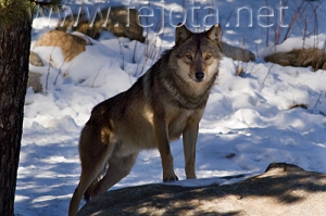 Nombre del archivo=071231_112.jpg
Tamaño del archivo=77Kb
Dimensiones=500x333
Fecha añadida=14 de Noviembre de 11 071231_112.jpg