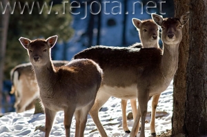 Nombre del archivo=071231_141.jpg
Tamaño del archivo=78Kb
Dimensiones=500x333
Fecha añadida=14 de Noviembre de 11 071231_141.jpg