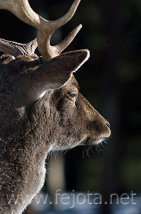 Nombre del archivo=071231_165.jpg
Tamaño del archivo=62Kb
Dimensiones=332x500
Fecha añadida=14 de Noviembre de 11 071231_165.jpg