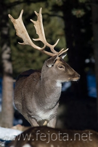 Nombre del archivo=071231_169.jpg
Tamaño del archivo=57Kb
Dimensiones=333x500
Fecha añadida=14 de Noviembre de 11 071231_169.jpg