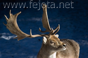 Nombre del archivo=071231_185.jpg
Tamaño del archivo=58Kb
Dimensiones=500x332
Fecha añadida=14 de Noviembre de 11 071231_185.jpg