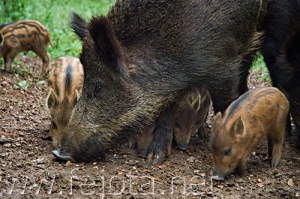 Nombre del archivo=080512__067.jpg
Tamaño del archivo=98Kb
Dimensiones=500x332
Fecha añadida=14 de Noviembre de 11 080512__067.jpg