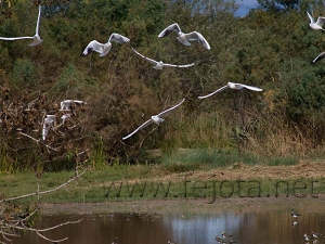 Nombre del archivo=081023_009.jpg
Tamaño del archivo=98Kb
Dimensiones=600x450
Fecha añadida=14 de Noviembre de 11 081023_009.jpg