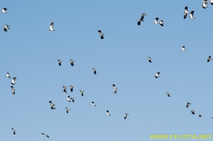 Nombre del archivo=081103_009.jpg
Tamaño del archivo=98Kb
Dimensiones=500x332
Fecha añadida=25 de Noviembre de 11 081103_009.jpg