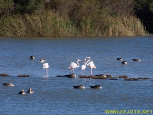 Nombre del archivo=081103_014.jpg
Tamaño del archivo=249Kb
Dimensiones=500x375
Fecha añadida=25 de Noviembre de 11 081103_014.jpg