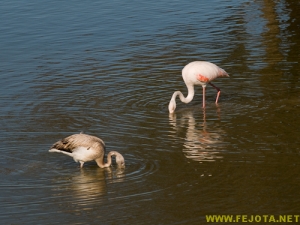 Nombre del archivo=081103_049.jpg
Tamaño del archivo=226Kb
Dimensiones=500x375
Fecha añadida=25 de Noviembre de 11 081103_049.jpg