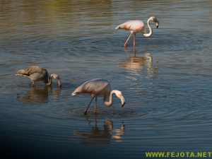 Nombre del archivo=081103_115.jpg
Tamaño del archivo=204Kb
Dimensiones=500x375
Fecha añadida=25 de Noviembre de 11 081103_115.jpg