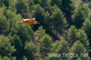 Nombre del archivo=090702__004.jpg
Tamaño del archivo=103Kb
Dimensiones=500x333
Fecha añadida=23 de Enero de 13 090702__004.jpg