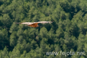 Nombre del archivo=090702__005.jpg
Tamaño del archivo=106Kb
Dimensiones=500x332
Fecha añadida=23 de Enero de 13 090702__005.jpg