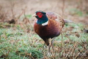 Nombre del archivo=091006_045.jpg
Tamaño del archivo=150Kb
Dimensiones=500x333
Fecha añadida=20 de Febrero de 13 091006_045.jpg