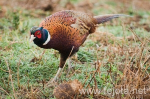 Nombre del archivo=091006_046.jpg
Tamaño del archivo=179Kb
Dimensiones=500x333
Fecha añadida=20 de Febrero de 13 091006_046.jpg