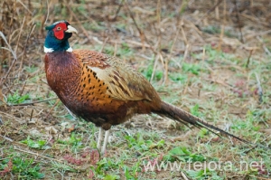 Nombre del archivo=091006_053.jpg
Tamaño del archivo=179Kb
Dimensiones=500x333
Fecha añadida=20 de Febrero de 13 091006_053.jpg