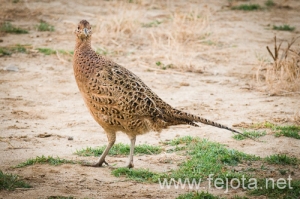 Nombre del archivo=091006_065.jpg
Tamaño del archivo=154Kb
Dimensiones=500x333
Fecha añadida=20 de Febrero de 13 091006_065.jpg