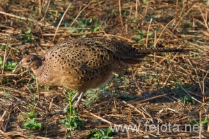 Nombre del archivo=091006_095.jpg
Tamaño del archivo=216Kb
Dimensiones=500x333
Fecha añadida=20 de Febrero de 13 091006_095.jpg