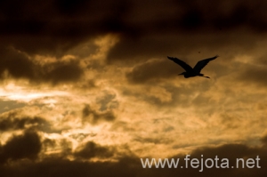 Nombre del archivo=091009_005.jpg
Tamaño del archivo=76Kb
Dimensiones=500x333
Fecha añadida=25 de Febrero de 13 091009_005.jpg