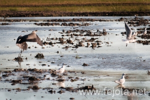 Nombre del archivo=091024_028.jpg
Tamaño del archivo=497Kb
Dimensiones=500x332
Fecha añadida=27 de Febrero de 13 091024_028.jpg