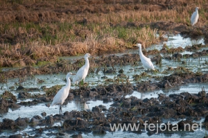 Nombre del archivo=091024_041.jpg
Tamaño del archivo=182Kb
Dimensiones=500x332
Fecha añadida=27 de Febrero de 13 091024_041.jpg