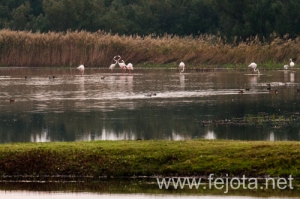 Nombre del archivo=101023_041.jpg
Tamaño del archivo=127Kb
Dimensiones=500x332
Fecha añadida=07 de Abril de 14 101023_041.jpg