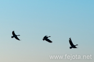 Nombre del archivo=101029_016.jpg
Tamaño del archivo=37Kb
Dimensiones=500x332
Fecha añadida=02 de Enero de 13 101029_016.jpg