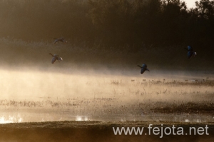 Nombre del archivo=101029_018.jpg
Tamaño del archivo=79Kb
Dimensiones=500x332
Fecha añadida=02 de Enero de 13 101029_018.jpg