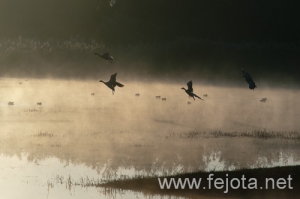 Nombre del archivo=101029_019.jpg
Tamaño del archivo=67Kb
Dimensiones=500x332
Fecha añadida=02 de Enero de 13 101029_019.jpg