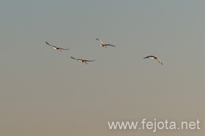 Nombre del archivo=101029_049.jpg
Tamaño del archivo=32Kb
Dimensiones=500x332
Fecha añadida=02 de Enero de 13 101029_049.jpg