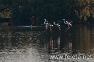 Nombre del archivo=101029_057.jpg
Tamaño del archivo=99Kb
Dimensiones=500x332
Fecha añadida=02 de Enero de 13 101029_057.jpg