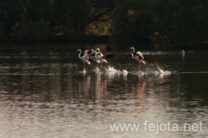 Nombre del archivo=101029_058.jpg
Tamaño del archivo=108Kb
Dimensiones=500x332
Fecha añadida=02 de Enero de 13 101029_058.jpg
