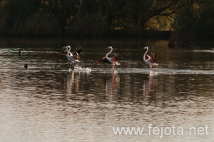 Nombre del archivo=101029_059.jpg
Tamaño del archivo=113Kb
Dimensiones=500x332
Fecha añadida=02 de Enero de 13 101029_059.jpg