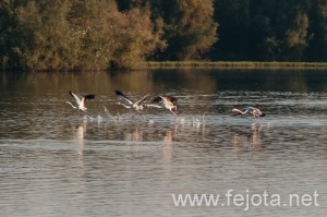 Nombre del archivo=101029_077.jpg
Tamaño del archivo=116Kb
Dimensiones=500x332
Fecha añadida=02 de Enero de 13 101029_077.jpg