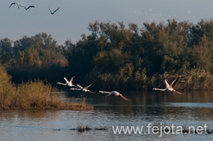 Nombre del archivo=101029_080.jpg
Tamaño del archivo=113Kb
Dimensiones=500x332
Fecha añadida=02 de Enero de 13 101029_080.jpg