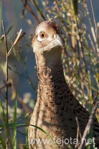 Nombre del archivo=101029_134.jpg
Tamaño del archivo=129Kb
Dimensiones=332x500
Fecha añadida=02 de Enero de 13 101029_134.jpg