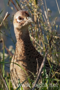 Nombre del archivo=101029_135.jpg
Tamaño del archivo=141Kb
Dimensiones=332x500
Fecha añadida=02 de Enero de 13 101029_135.jpg